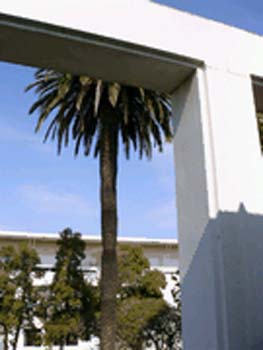 LA PALMERA