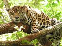 EL JAGUAR ESTÁ EN EL ÁRBOL ARRIBA A LA DERECHA